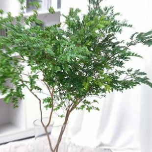 美男木鲜切枝条水l培植物马醉木吊钟平替客厅室内装饰易活落地盆