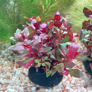 雪心兰火焰紫丁香红松尾鱼缸水草造景坨草带水草泥栽好懒人造景