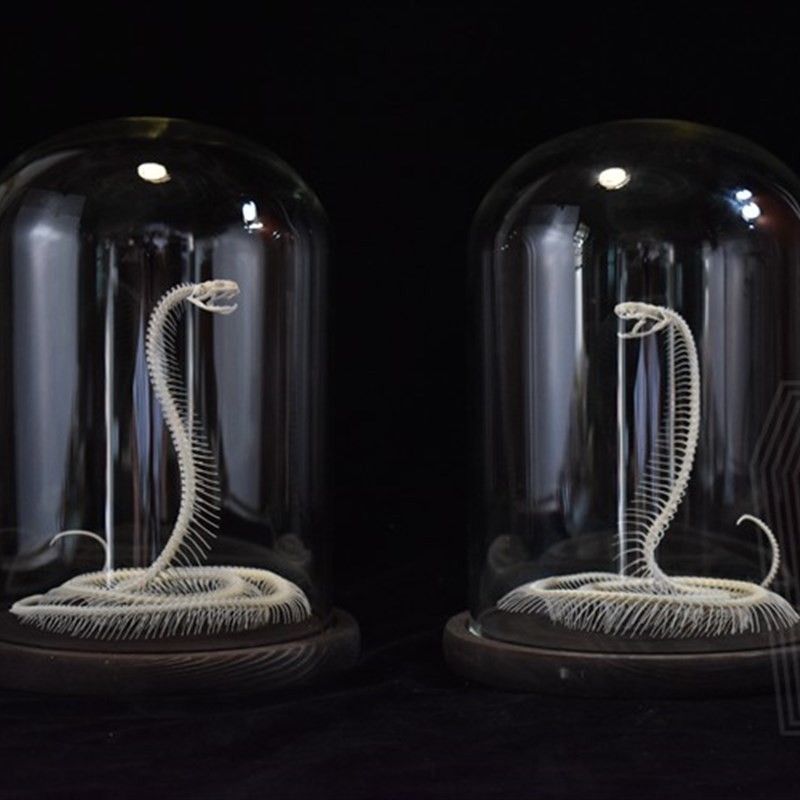 蛇骨骼标本 家居装饰 复古收藏创意礼品风水摆件教学标本