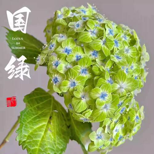 一加仑绣球花苗国绿绣球花苗阳台庭院盆栽地栽小苗