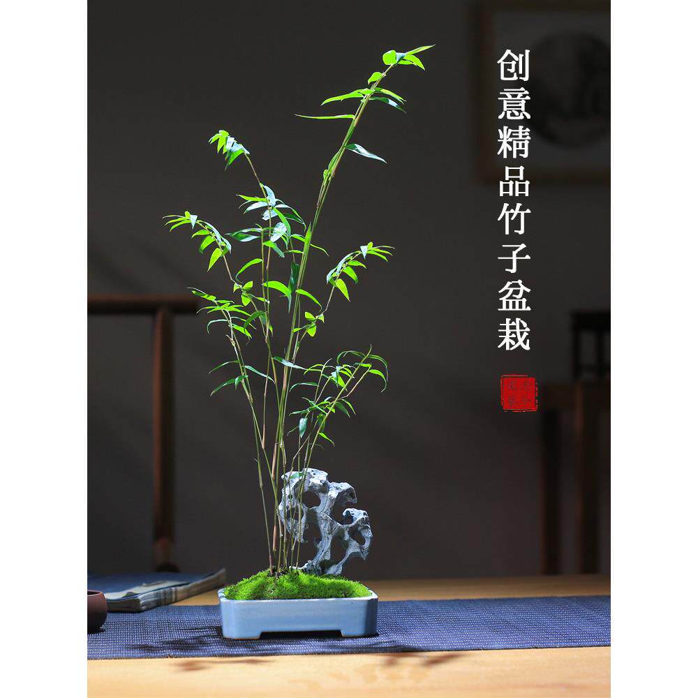 红竹米竹室内桌面竹子盆栽茶室雅石创意盆景红观音竹庭院小竹子