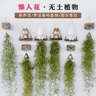 挂式创意空气凤梨老人须松萝组合办公室内挂墙懒人无土花卉绿植物