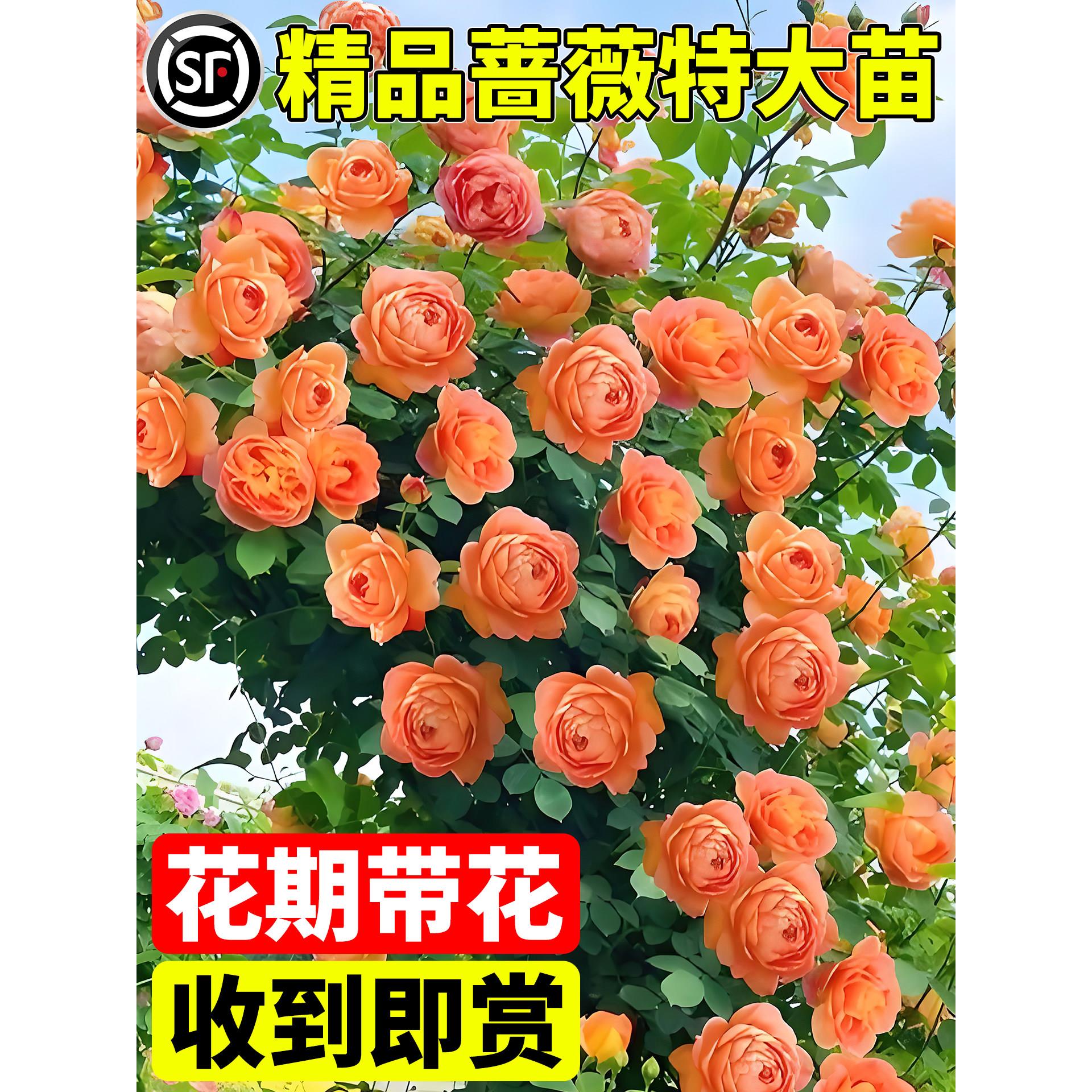 蔷薇花苗爬藤庭院爬墙藤本月季老桩特大号玫瑰花盆栽四季鲜花开花