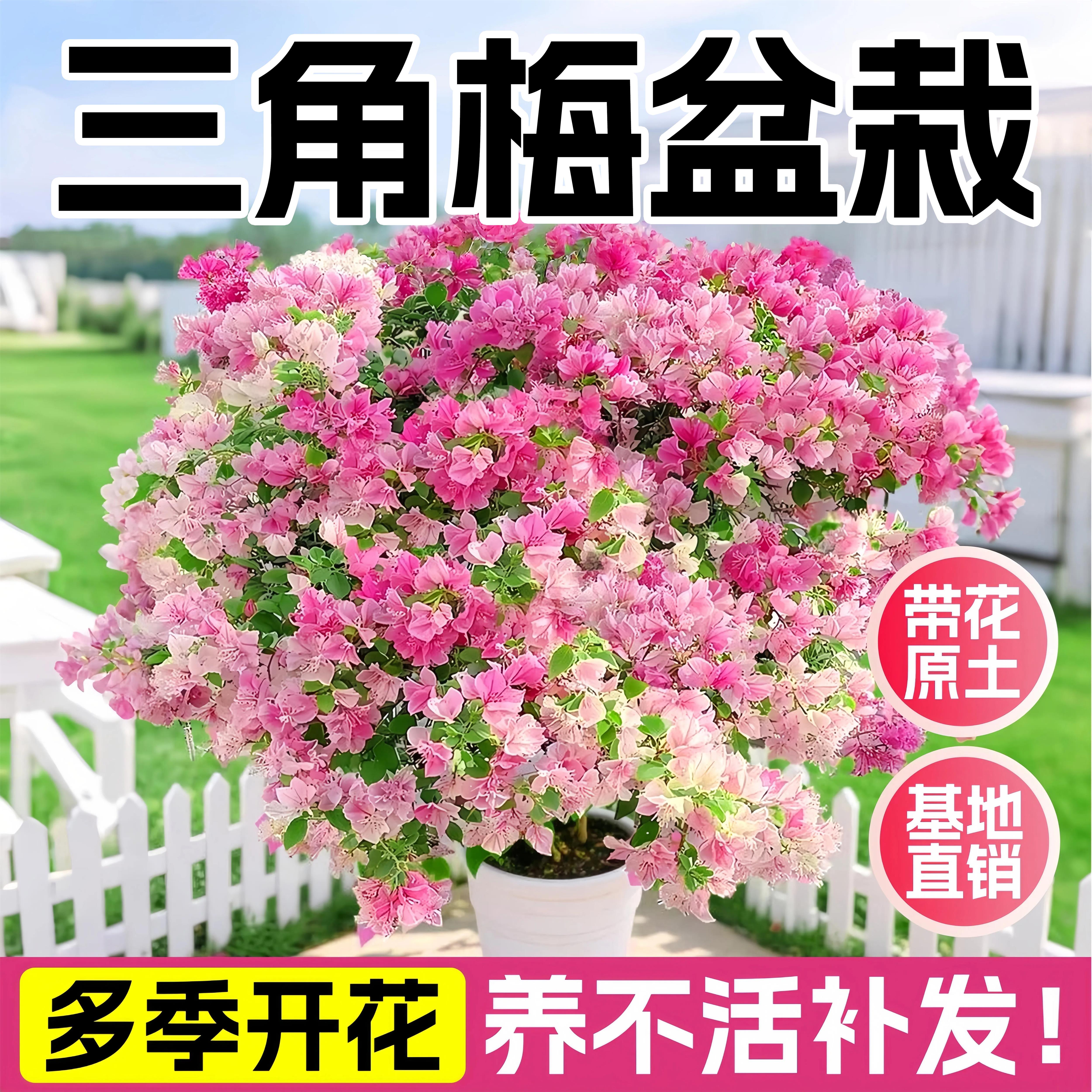 三角梅盆栽带花树苗漳红樱老桩小苗爬藤植物室内外阳台四季开花