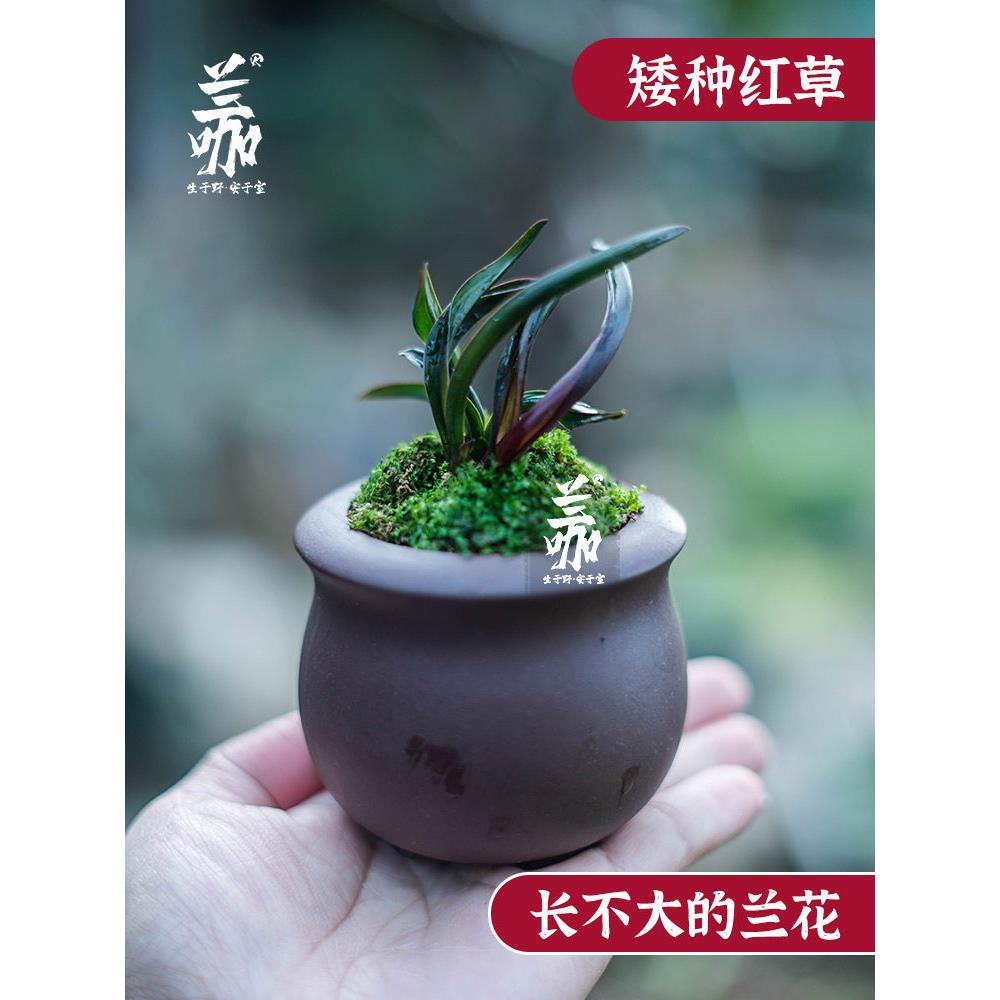 珍袖名贵迷你矮种建兰红草行龙奇叶四季兰花名贵送礼植物精品盆栽