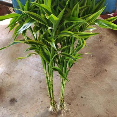 金边富贵竹带根大叶水培绿植易养活办公室卧室客厅茶几办公桌花卉