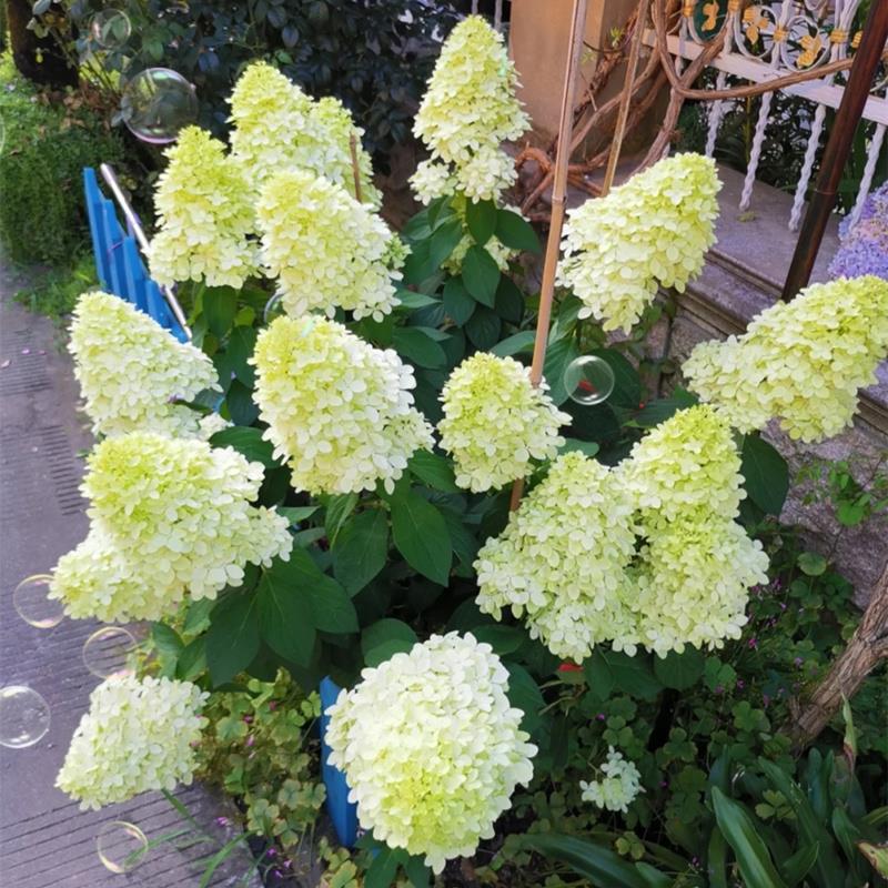 新品圆锥绣球盆栽石灰灯木绣球花苗带花苞庭院阳M台多年生耐热耐