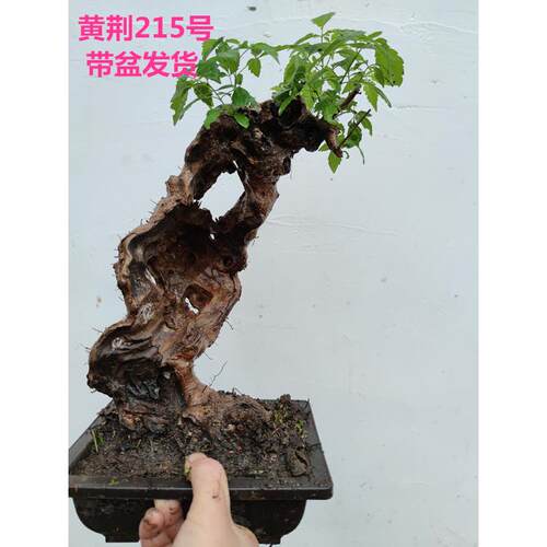 黄荆小型迷你盆景老桩舍利荆条树桩映山红黄栌红花熟桩带盆栽好