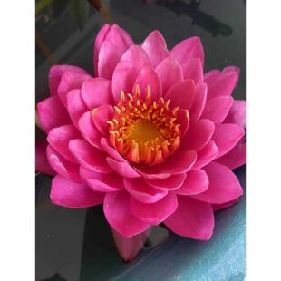 洛神 睡莲大花型丰花早花盆栽池塘带花苞发货
