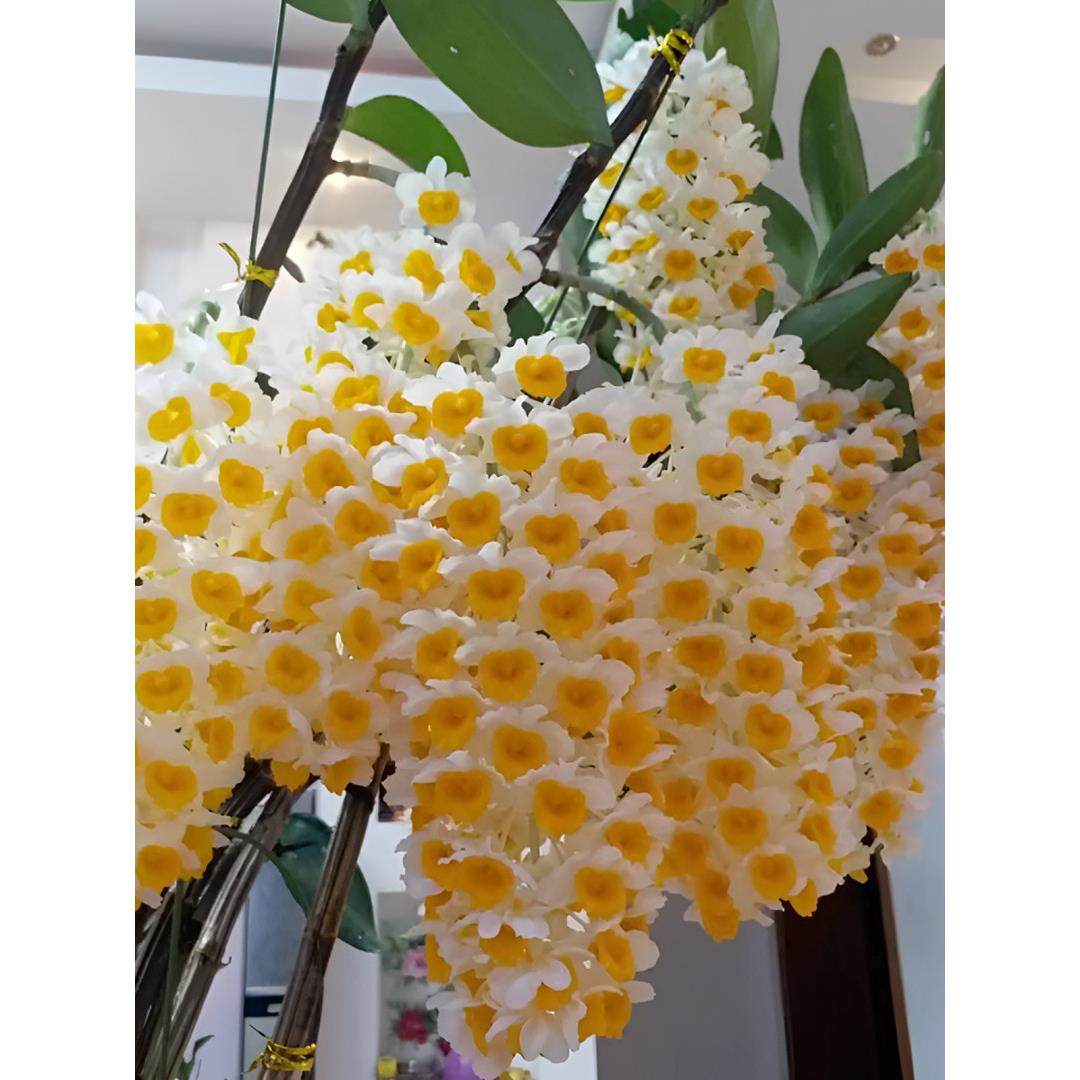 石斛兰 球花（苗发货）木车 盆栽兰花开花太美可以吃新手小白可养