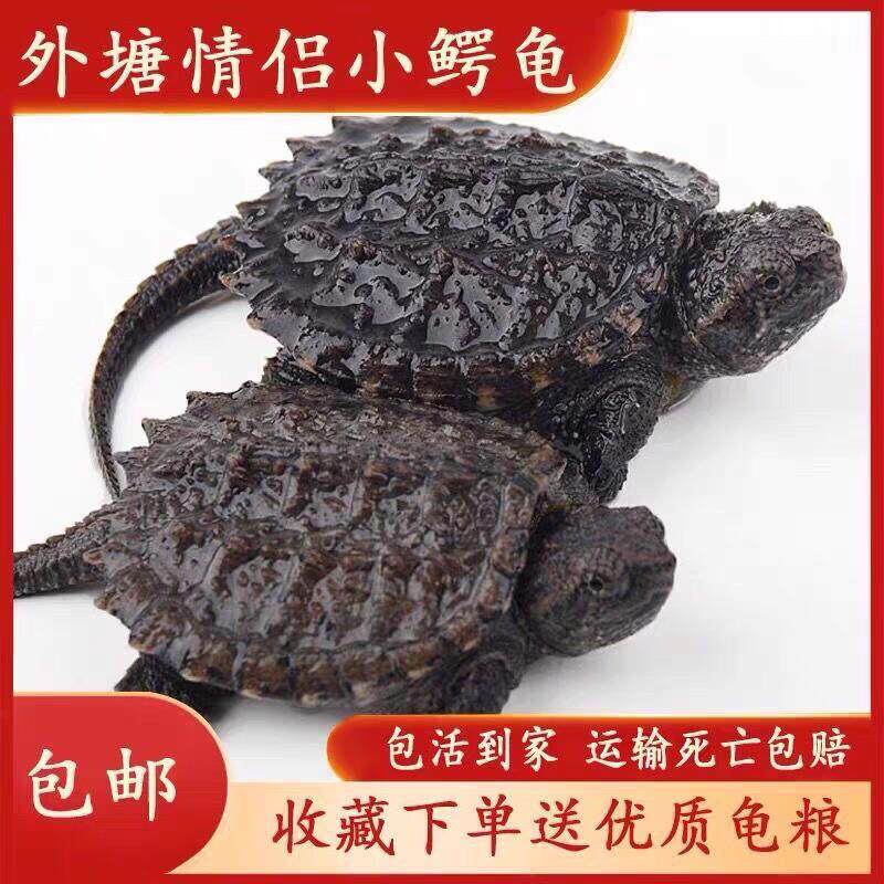 北美鳄龟苗杂佛纯佛爆刺鳄龟活体凶猛小乌龟食肉杂食活物观赏乌龟