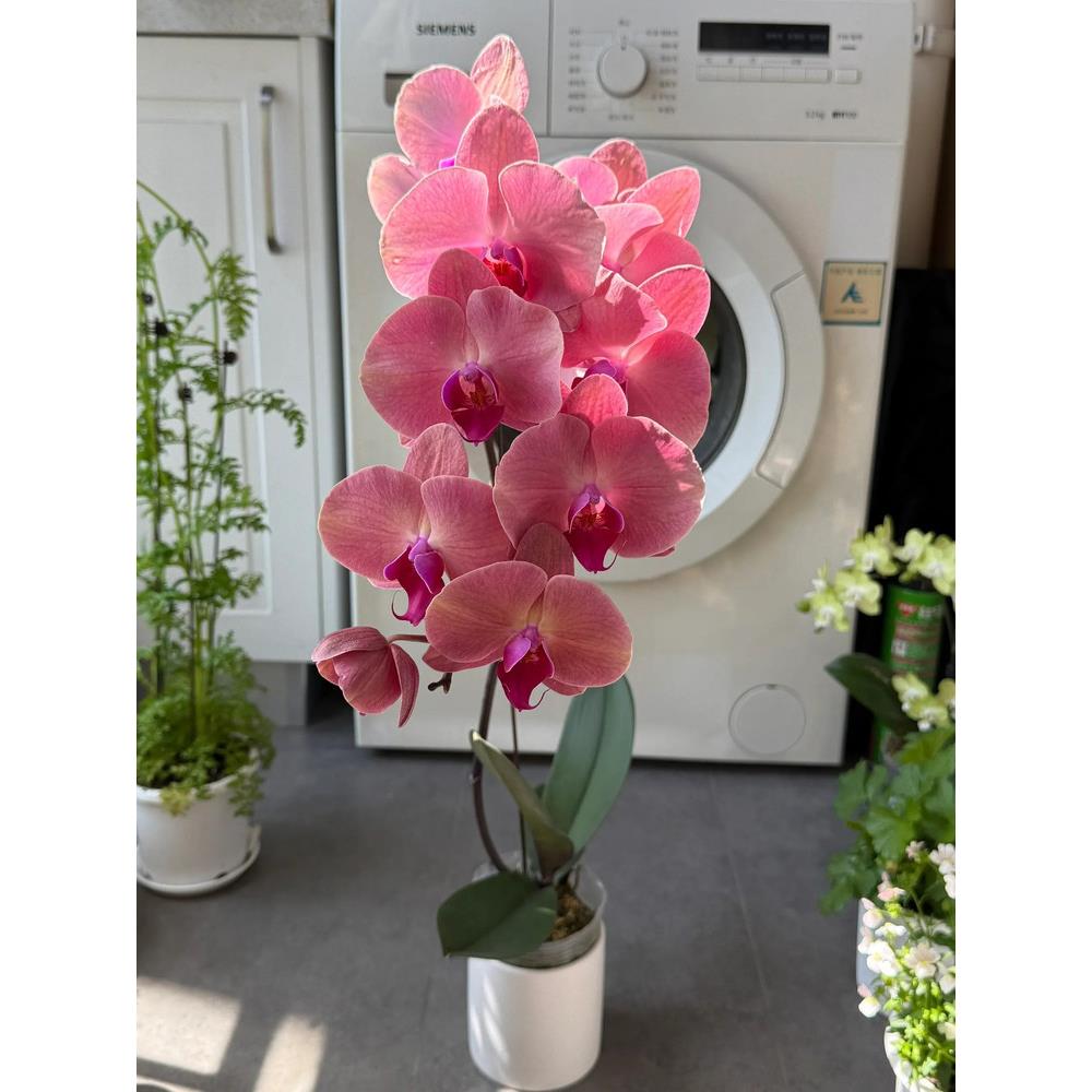 欣欣向荣超大西瓜红蝴蝶兰花带花苞四季好养活盆栽客厅室内花卉