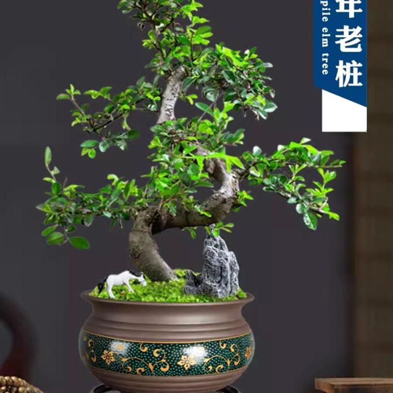 榆树小叶榔榆矮霸熟桩花皮榆老桩附I石室内疙瘩榆树盆景客厅