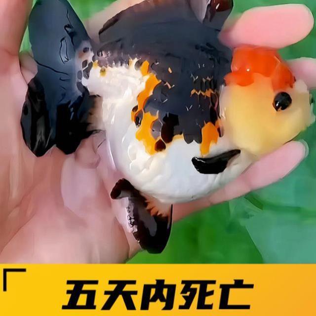 精品三色玛丽泰狮金鱼活鱼黑白百褶进口F1观赏鱼苗冷淡水好养耐活