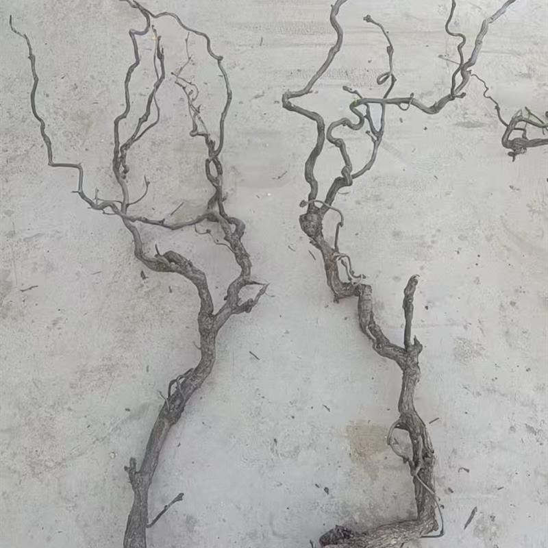 天然龙枣枝造型树枝干支花艺装饰材料龙爪枝干支树枝橱窗造景美陈