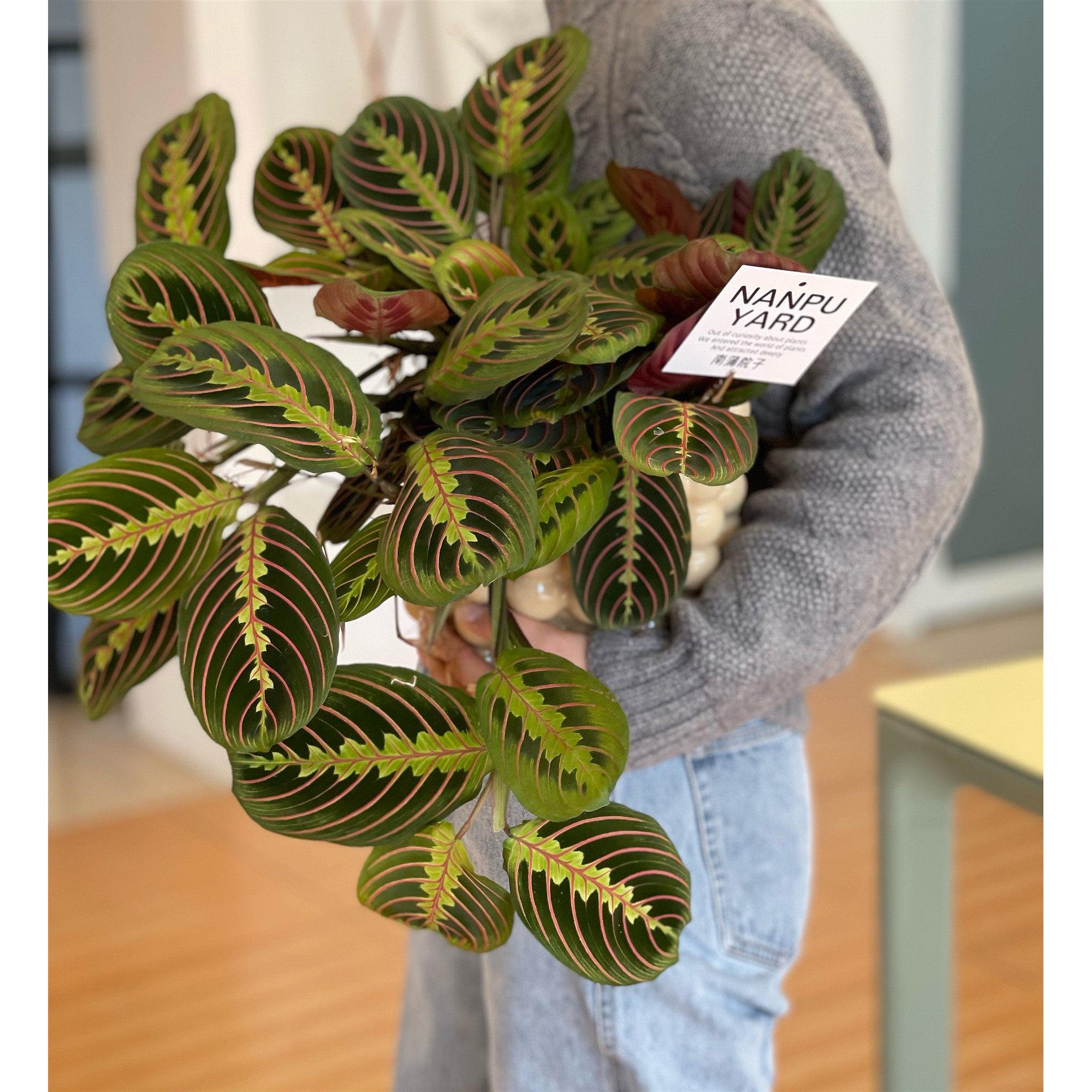 南蒲院子/叶蝉竹芋进口植物盆栽网红热植