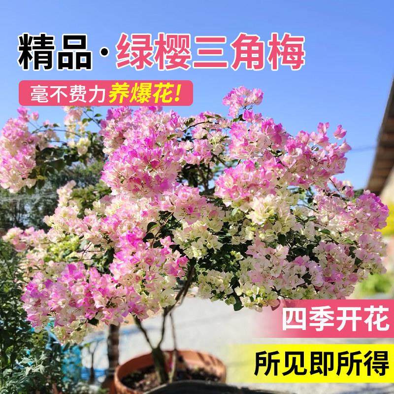 重瓣三角梅盆栽带花老桩爬藤植物四季开 花阳台庭院室内花卉绿植,鲜花速递/花卉仿真/绿植园艺,绣球/木绣球/木本植物,淘宝优惠券,粉丝福利购,淘宝优惠卷