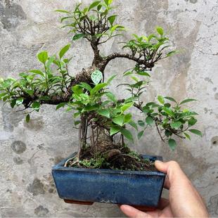 游龙式 虎皮榕矮霸造型盆景台湾气根榕树老桩悬崖虎皮榕树盆景庭院