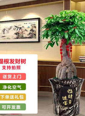 提根发财树大头招财树绿植室内客厅办公室开业乔迁送礼好养植物