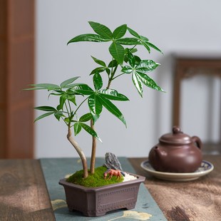 发财树盆栽中式禅意摆件客厅茶几书房桌面盆景室内植物好养绿植花