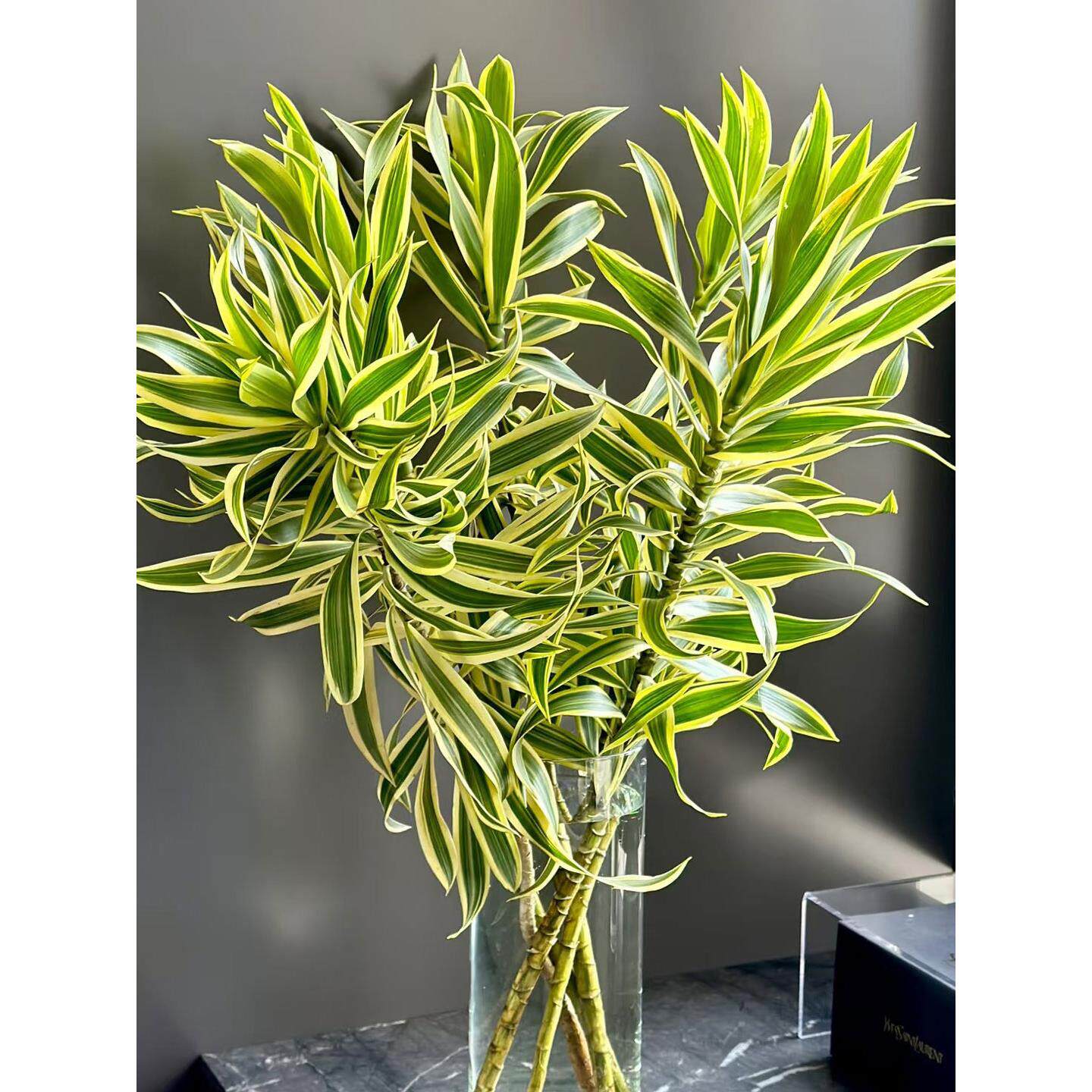 金边百合竹鲜花室内水培植物家用插花云南基地直发花期长鲜切花