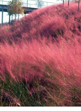 新款蜜糖草红舞者画眉草乱子草花园庭F院花镜植物多年生好养颜值