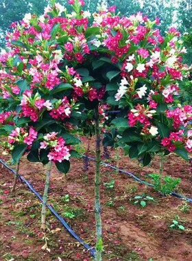 五彩锦带花树f苗盆栽锦带小苗庭院大型耐寒风景树高杆五彩锦带树