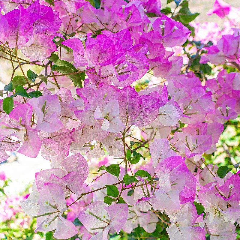 天狼 三角梅 喜光好养室外庭院花园多年生爬藤木本植物花卉盆栽,鲜花速递/花卉仿真/绿植园艺,绣球/木绣球/木本植物,淘宝优惠券,粉丝福利购,淘宝优惠卷