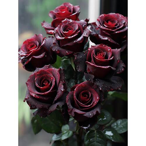 【顺丰冷炼】A级黑巴克稀有红玫瑰丝绒质感鲜切花云南基地直发