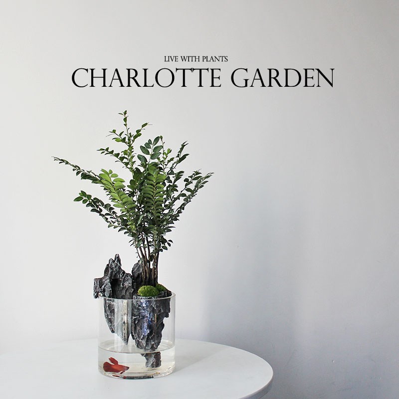 夏洛特花园 小叶紫檀 室r内绿植花卉 创意绿植盆栽 送领导长辈礼