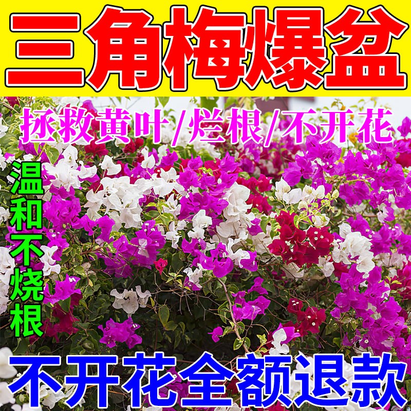 三角梅开花专用肥花促爆冒花素家用盆栽植物促Q花爆花营养专用肥