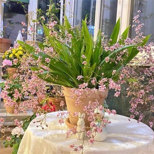 文心兰满堂红梦香兰原盆L发货阳台浓香植物