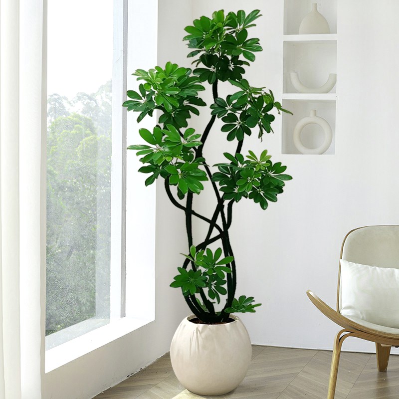 鸭脚木客厅盆栽大型绿植r客厅植物树办公室内好养四季落地造型真