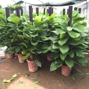 大叶绿萝柱盆栽花卉客厅办公室大型绿植室内除甲醛净化空气植物