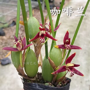 咖啡兰浓香兰花奶香味十足室内客厅桌面绿植花卉好养活懒人盆栽