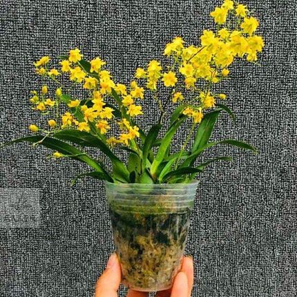 基地  文心兰 梦香花卉盆栽 花香 好养活室内绿植