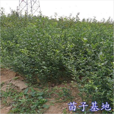 厂促围墙刺树铁篱笆苗树刺树苗A子荆棘荆棘子刺植物种带苗苗树鸟