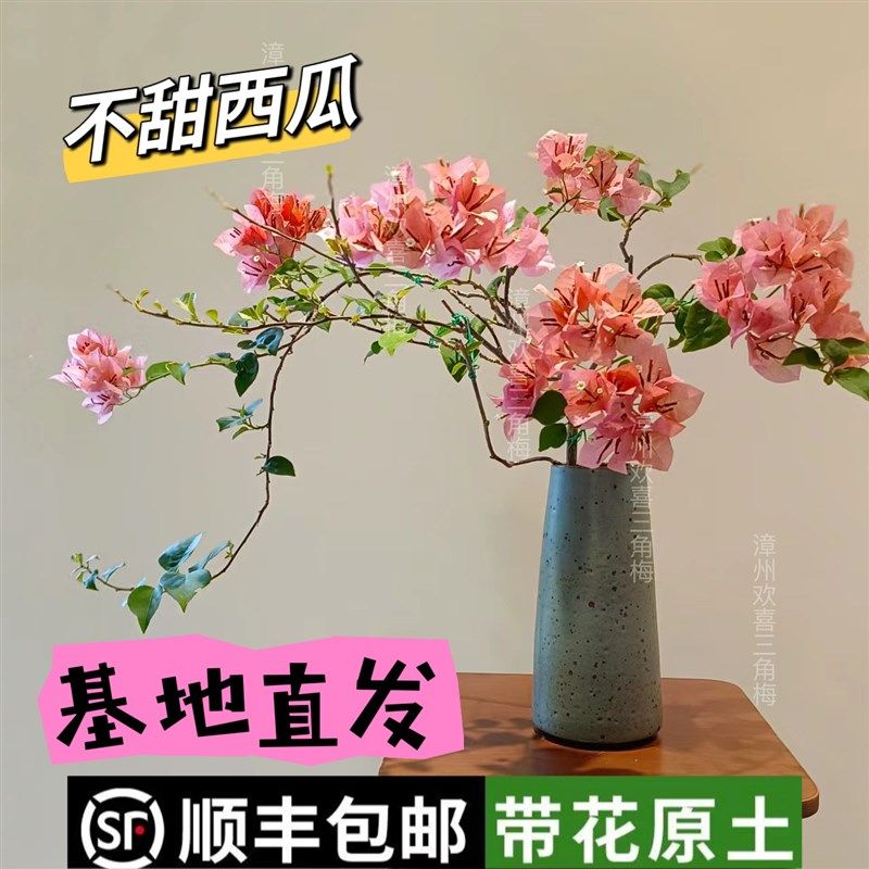 不甜西瓜三角梅原生苗四季开花阳台爬藤垂丝稀有品种阳台窗台花卉,鲜花速递/花卉仿真/绿植园艺,绣球/木绣球/木本植物,淘宝优惠券,粉丝福利购,淘宝优惠卷