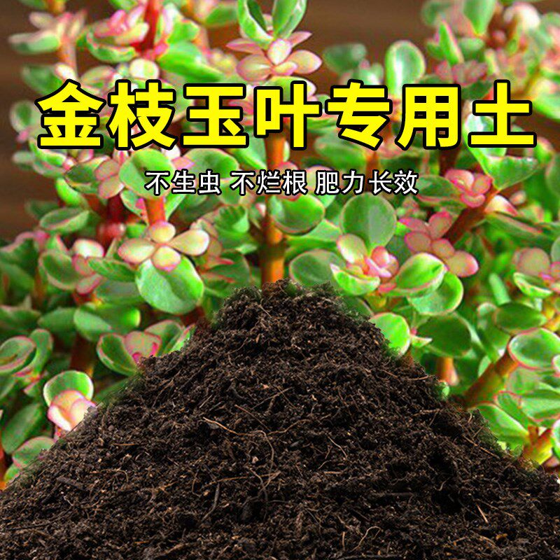 金枝玉叶专用土养花有机土壤种植土肥料种M花盆栽土金枝玉叶营养图片