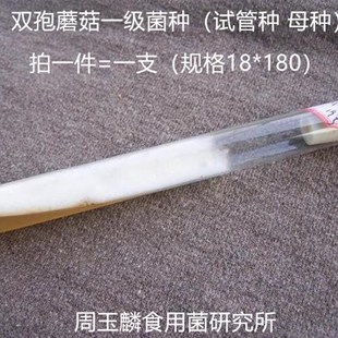 双孢菇菌种口蘑蘑菇种子一级种母种原种单生个大2796-1 新分离