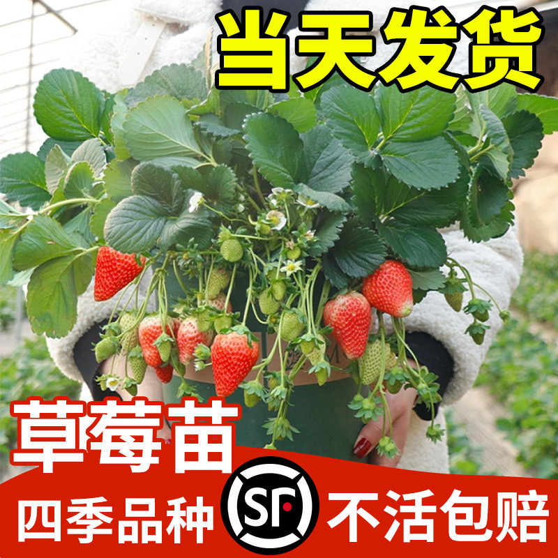 奶油草莓苗盆栽带盆带土种籽w子可食用红颜四N季结果阳台种植新苗