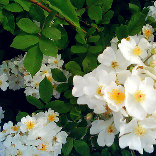 开到荼蘼花事了山k蔷薇花野蔷薇花悬钩子蔷薇花攀援蔷薇花苗原生
