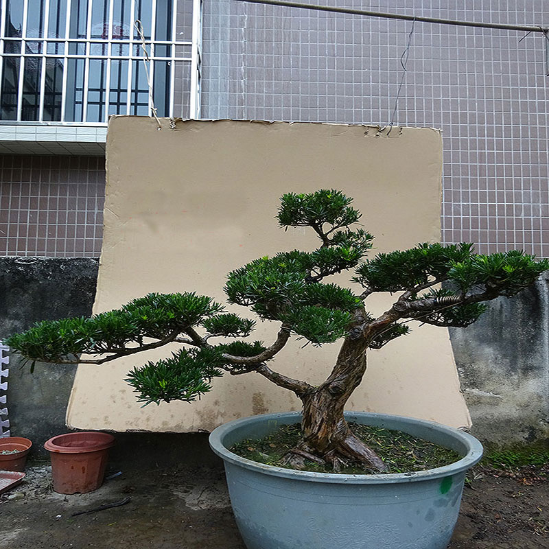 名贵大型雀舌罗汉松盆景树桩庭院室E内客厅阳台桌面绿植造型盆栽