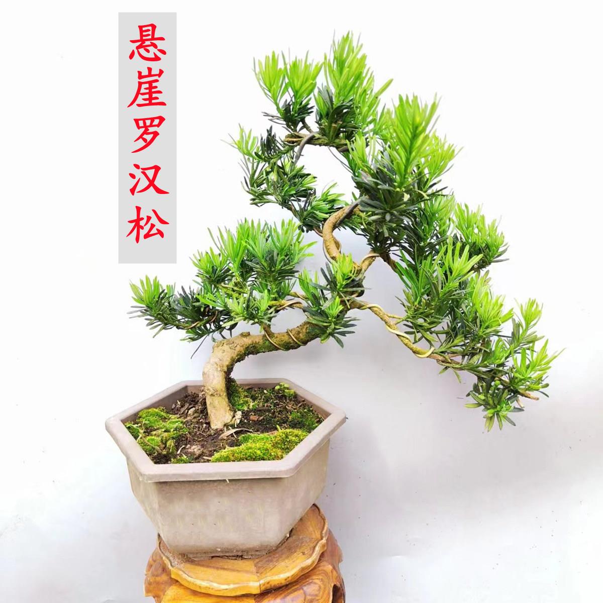 悬崖罗汉松临水盆栽 四季常青造型树小叶雀舌罗汉松盆景老桩大树