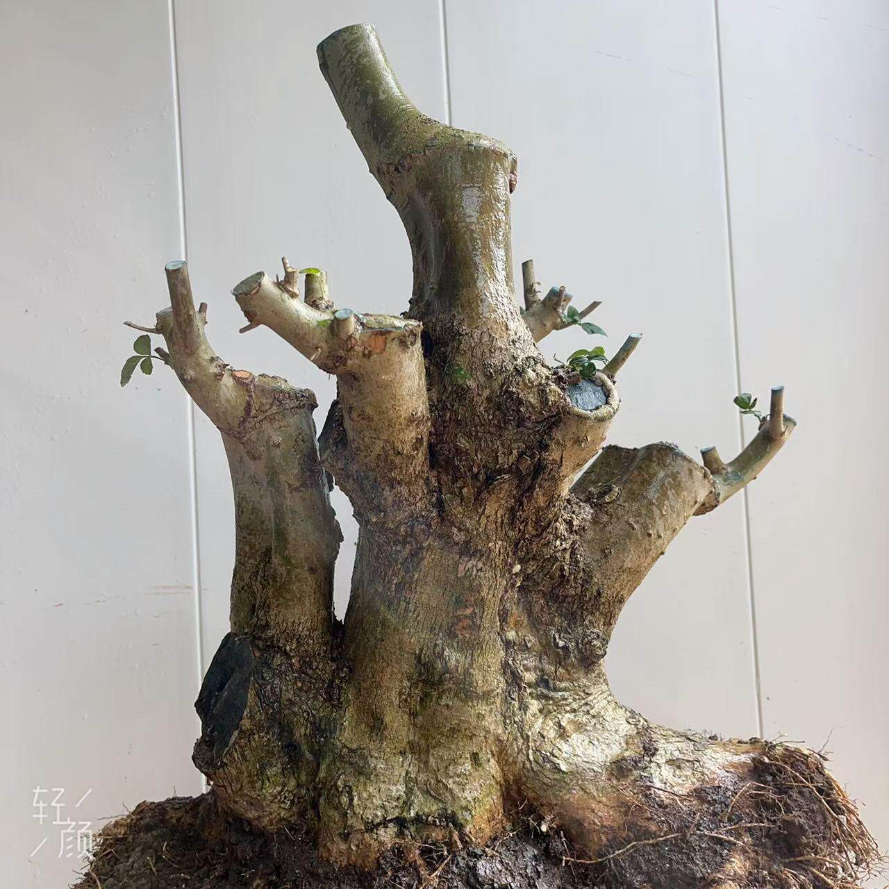 对节白蜡熟桩对接白蜡老桩盆景小叶绿色盆栽