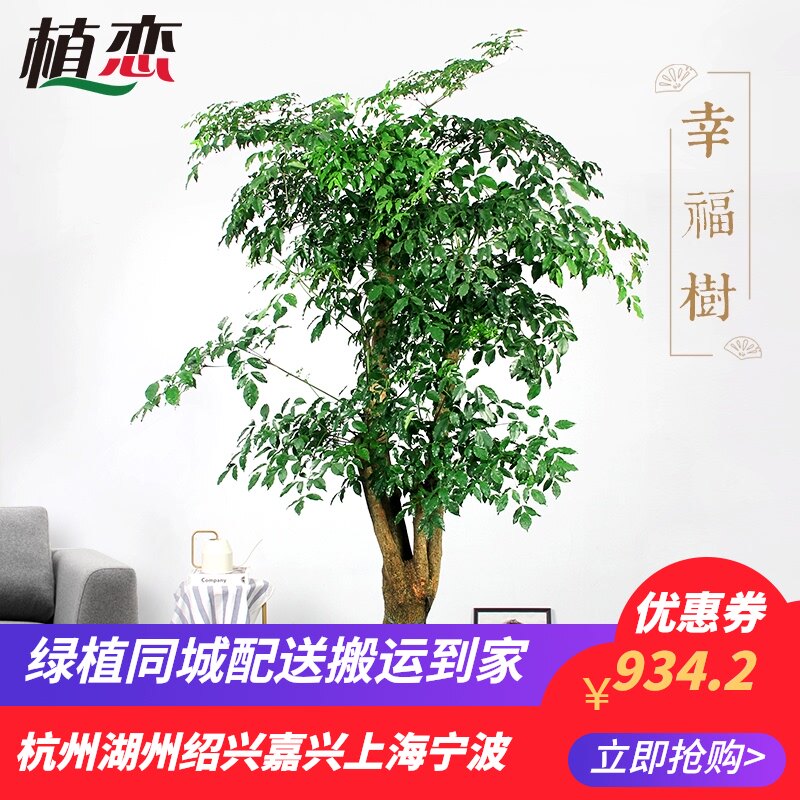 幸福树室内大盆景 大盆栽开业送礼植物花卉绿植大堂客厅杭州宁波,鲜花速递/花卉仿真/绿植园艺,大型绿植/成品组合盆栽,淘宝优惠券,粉丝福利购,淘宝优惠卷