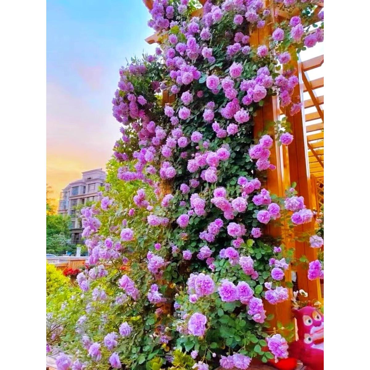藤本爬藤月季大花苗浓香型四季开花卉耐寒热庭院盆栽植物玫瑰蔷薇