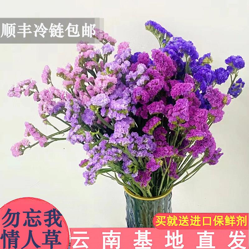 勿忘我鲜花云南基地直发做干燥花鲜切花家用水培插花花束配花