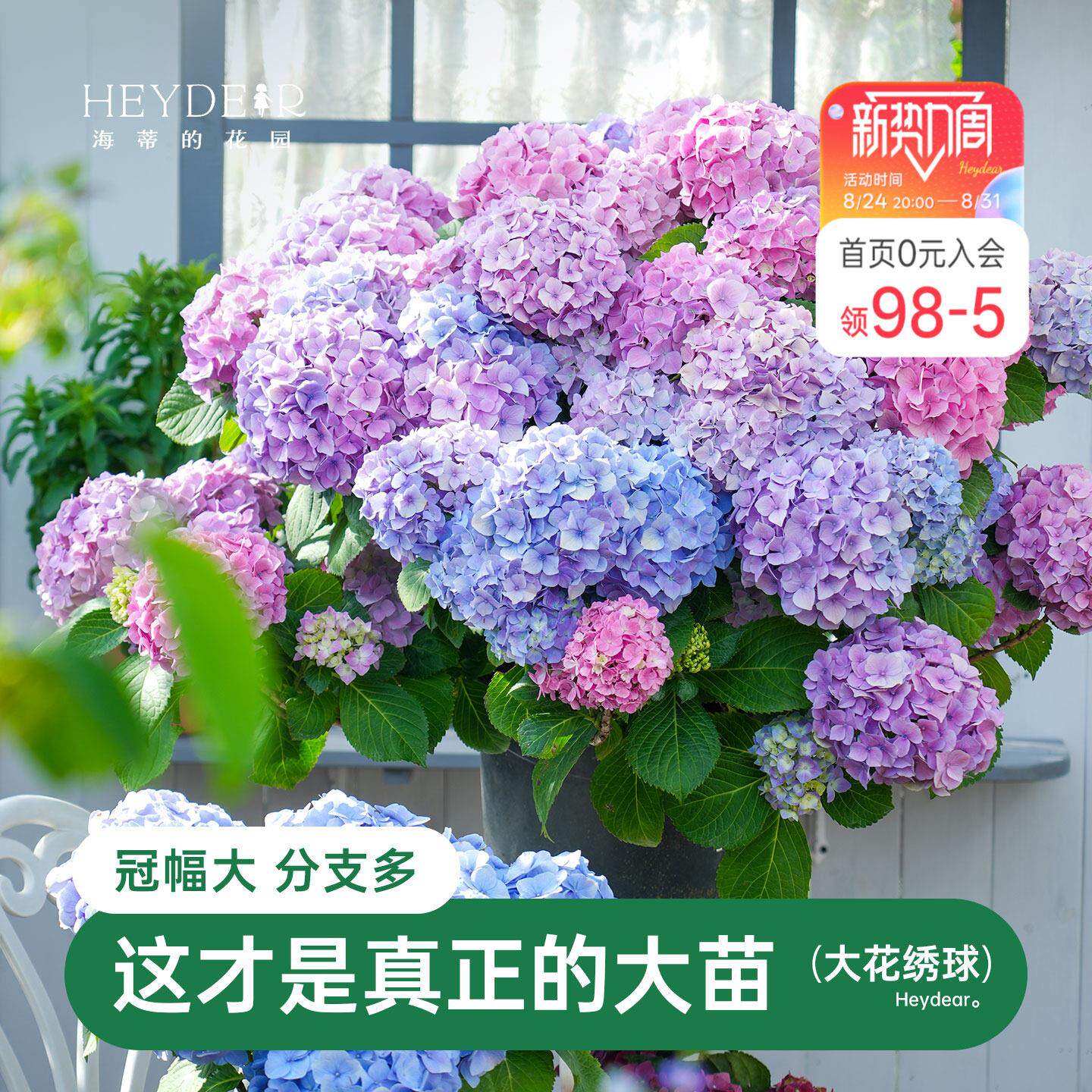 海蒂的花园大花绣球大苗魔幻革命逃跑新娘阳台庭院绣球花苗盆栽