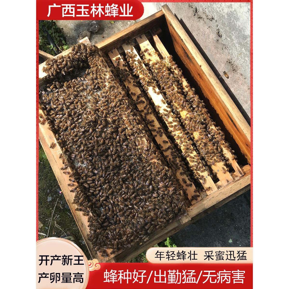 蜜蜂蜂群优质中蜂中华蜂养殖带阿坝新开产蜂王带箱带子脾中蜂活群